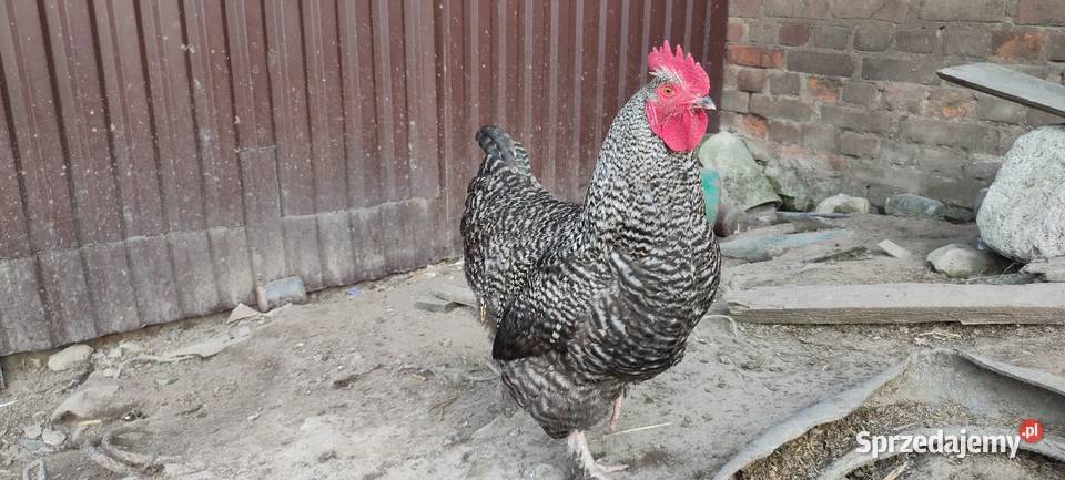 Koguty olbrzymie sprzedam Sobieska Wola Druga