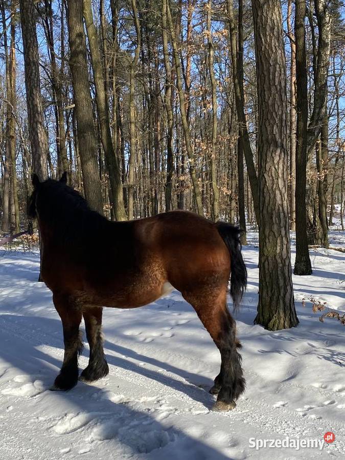 Sprzedam klacz zimnokrwistą źrebną