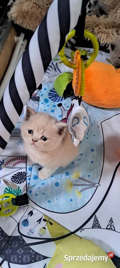 Rezerwacja Kocurek brytyjski krótkowłosy kremowy dolnośląskie Wrocław