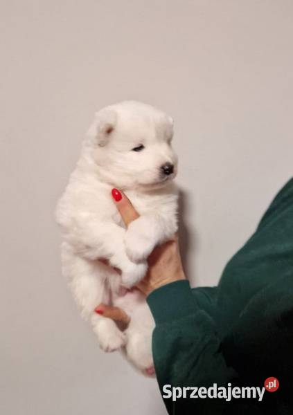 Rasowe szczeniaczki Samoyed Hodowla Pola Iława