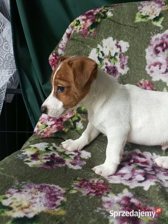 Wzorcowy Jack Russell terrier JRT doskonała Krapkowice sprzedam