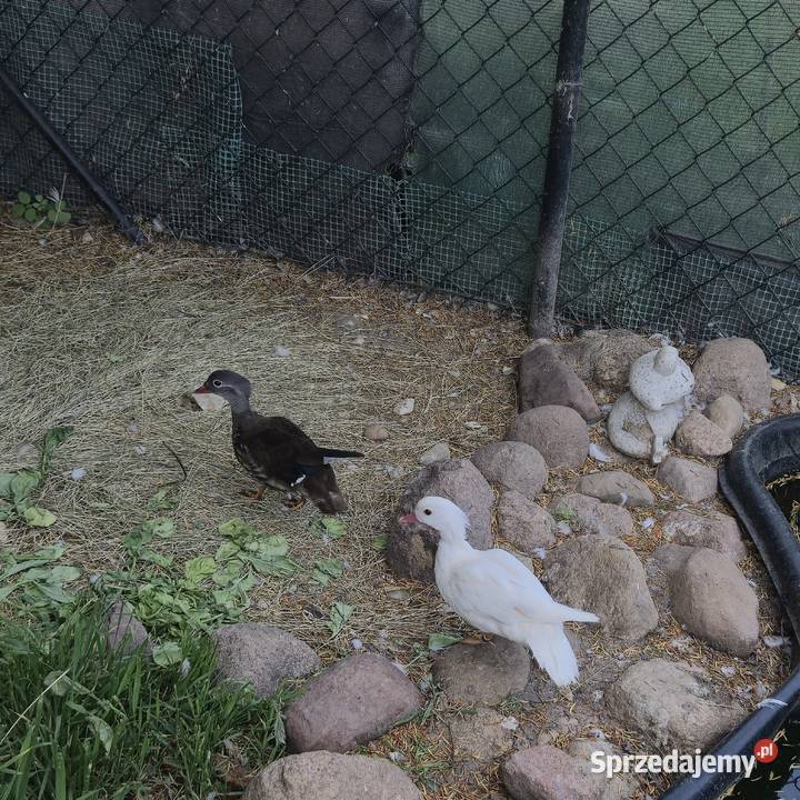 Kaczki Karolinki i mandarynki Sulejów