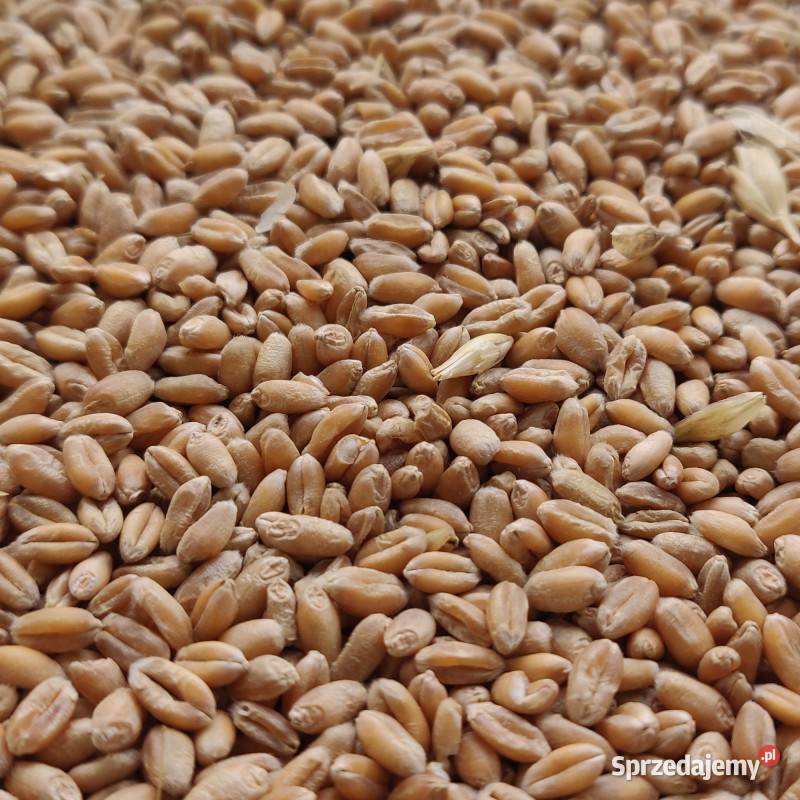 Pszenica ozima Straszydle