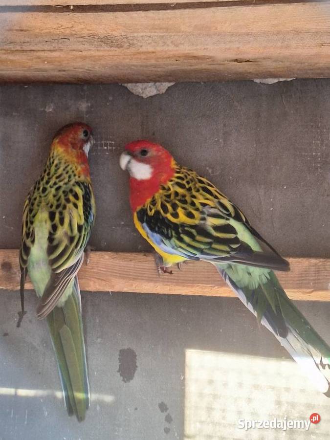 Młode rozelle białolice Ptaki kujawsko-pomorskie Szubin