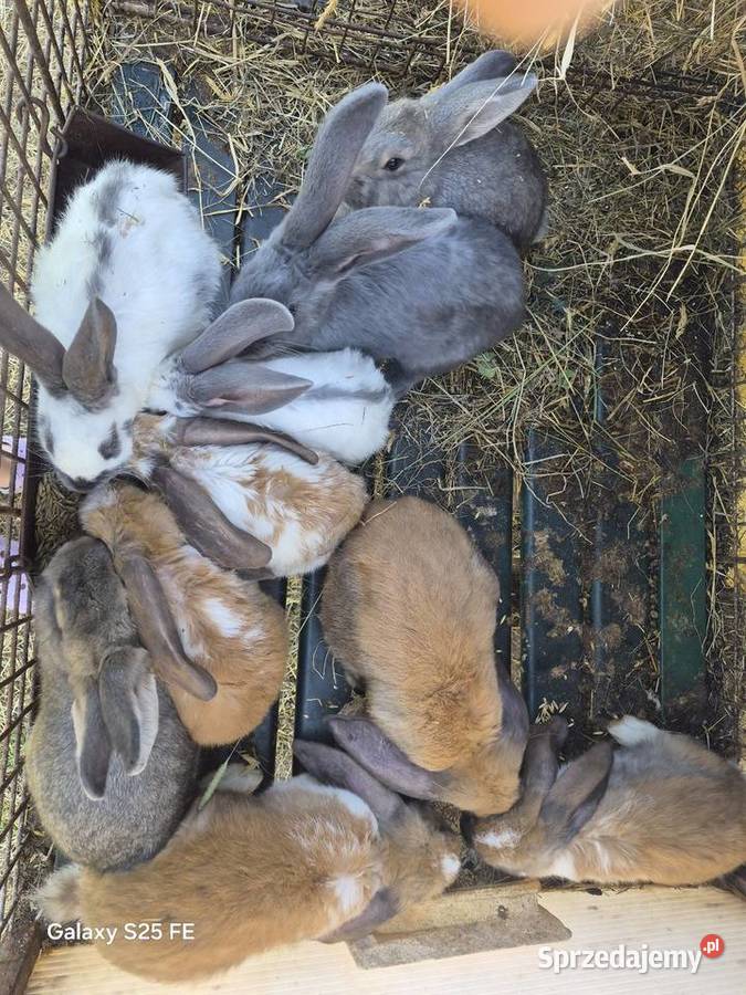 Króliki rasowe I mieszańce podkarpackie Dylągowa