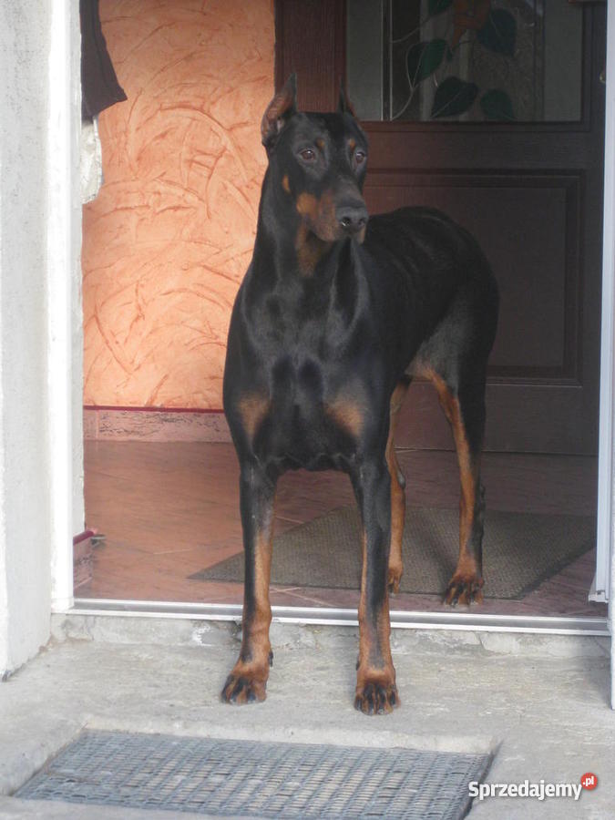 4 letnią sukę Dobermana w ręce Psy