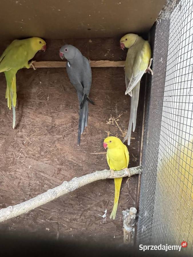 Papugi Papuga Aleksandretty Aleksandretta sprzedam