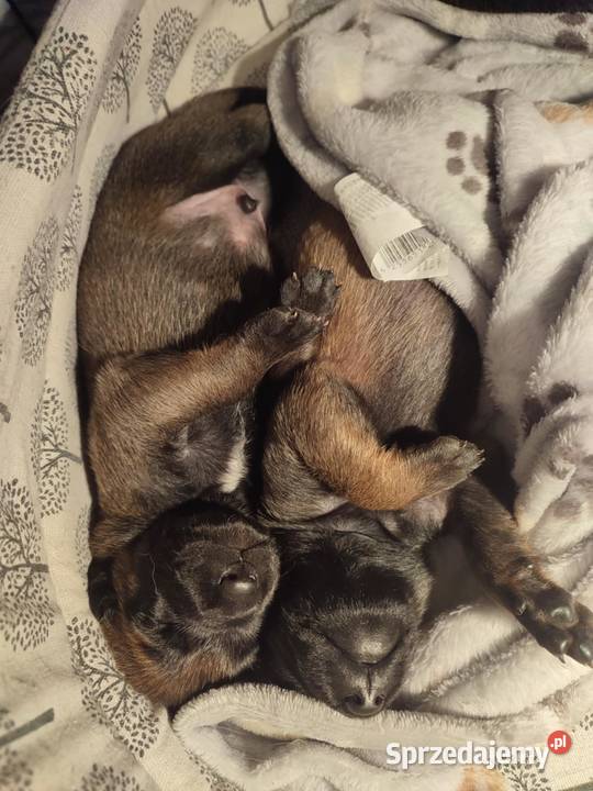 Owczarek belgijski malinois Suwałki sprzedam