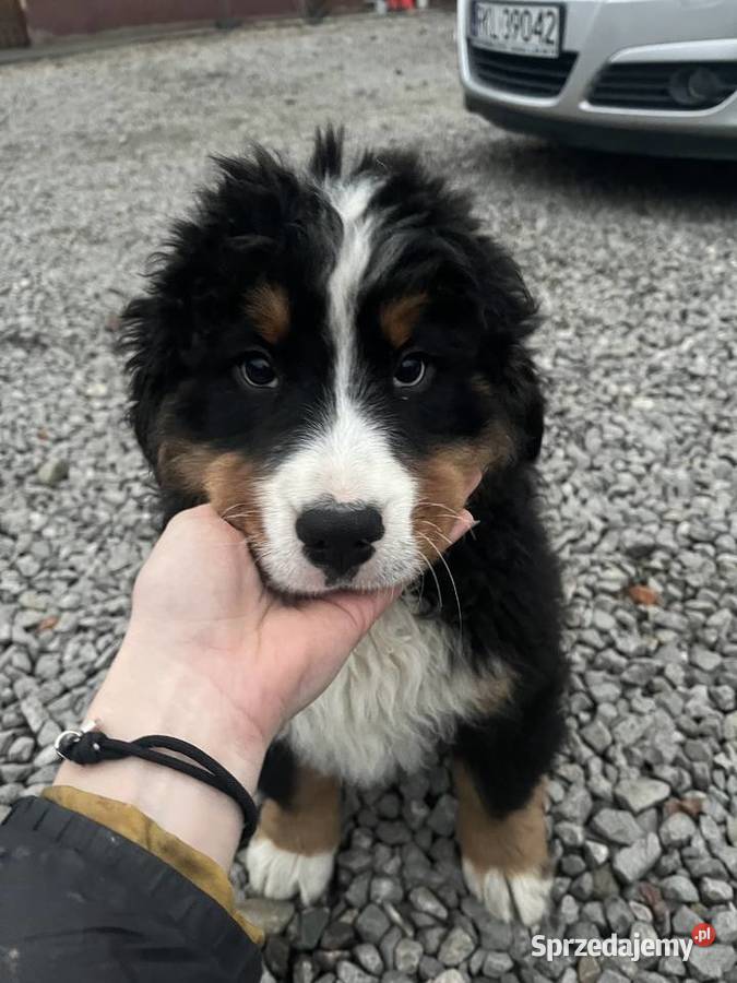 Berneński pies pasterski Biszkopt Berneński Pies Pasterski Jagodnik