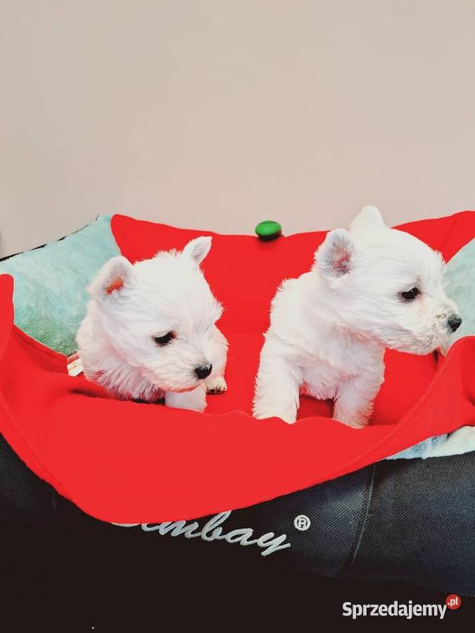 West suczki I pieski Przysucha