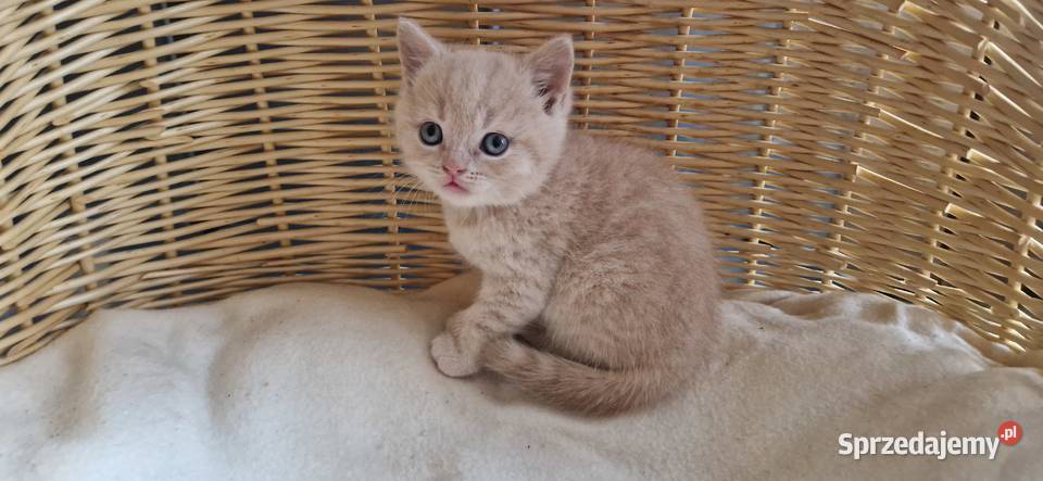 Kocurek Brytyjski kremowy Brytyjski Koty śląskie