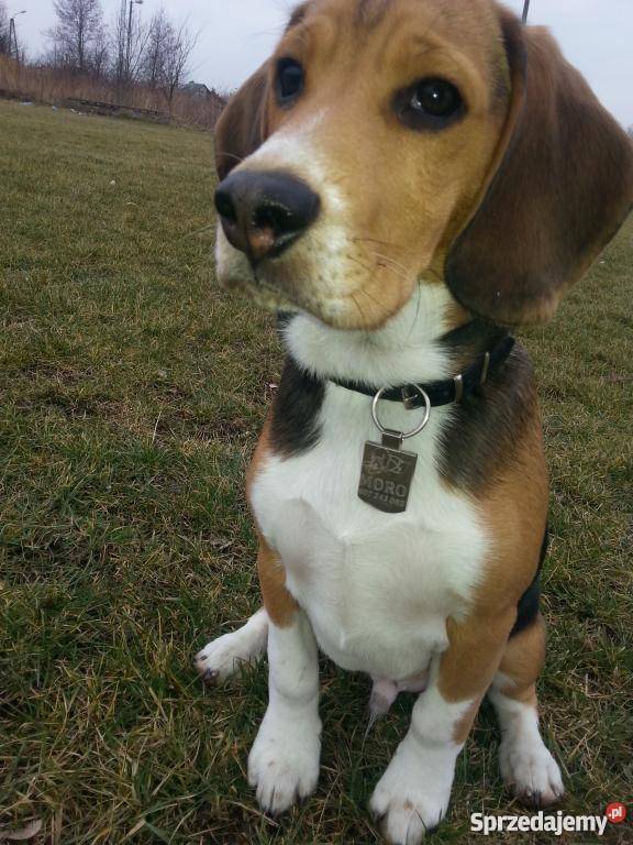 BEAGLE tricolor Jaktorów-Kolonia