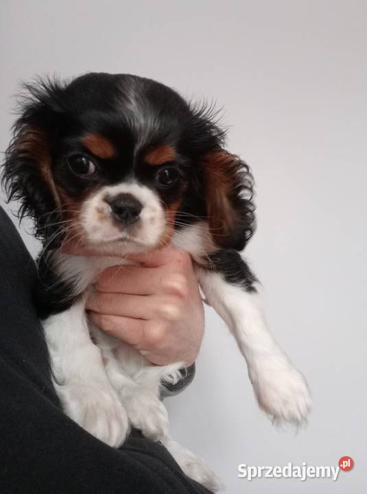 Cavalier King Charles Spaniel blenheim tricolor Częstochowa