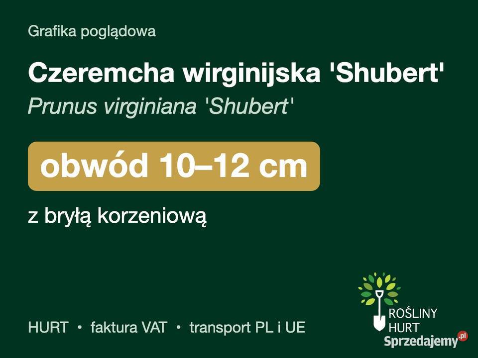 Czeremcha wirginijska Shubert obwód 1012 z bryłą sprzedam
