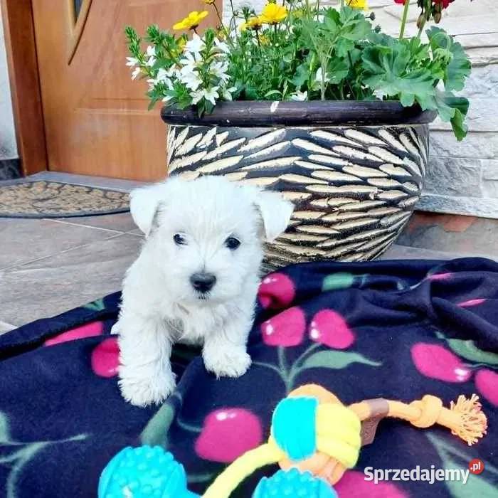 West highland white terrier szczeniak świętokrzyskie Brudzów sprzedam