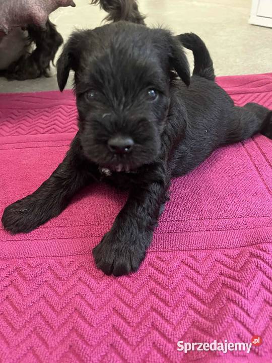 Sznaucer miniaturowy czarny Legionowo