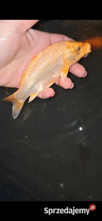 Karp 1520 Węgorz jesiotr