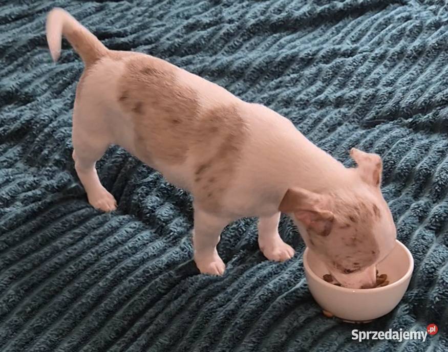 Chihuahua piesek merle z biały dolnośląskie Wrocław