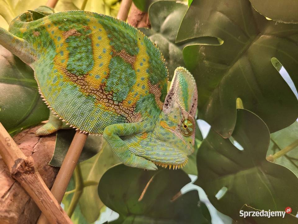 Kameleon Jemeński Katowice