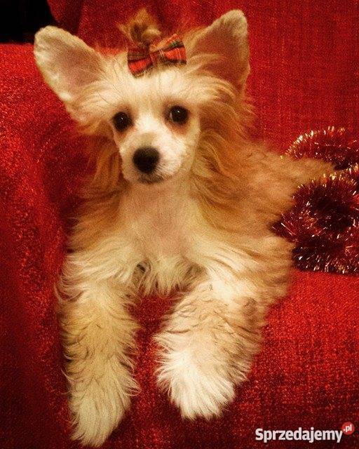 Chiński Grzywacz morelowa suczka Powderpuff Łódź