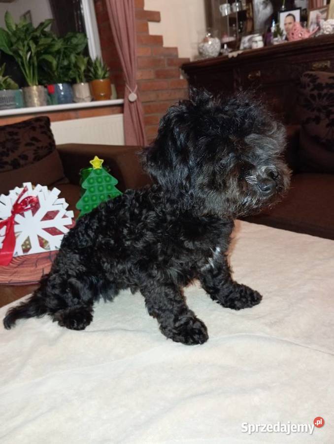 Hawana sunia rasy Rosyjska Bolonka Kolorowa