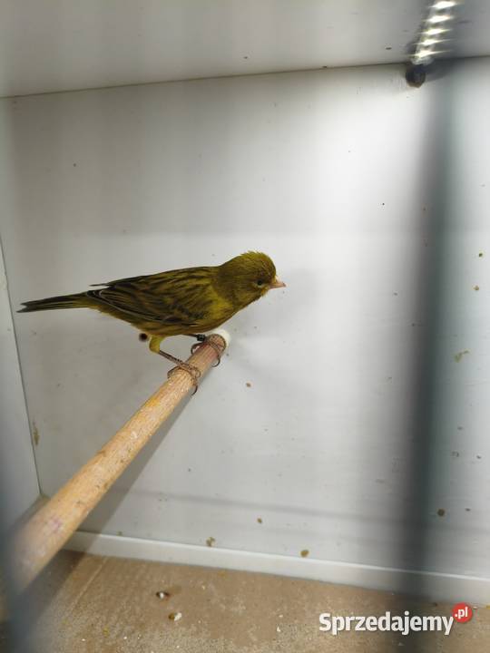 Kanarki sprzedam Zwierzęta Świerklany