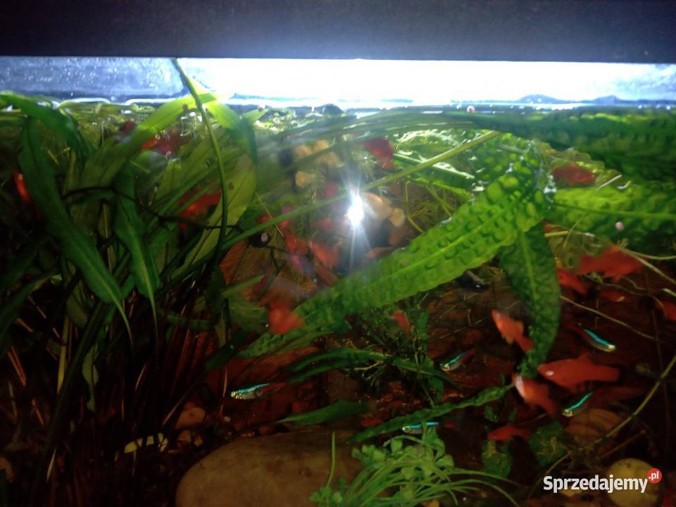 Młode molinezje i mieczyki 5 sztukę sprzedam