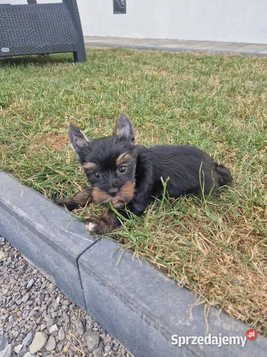 Yorkshire Terrier Piesek Gotowy do odbioru Niepołomice