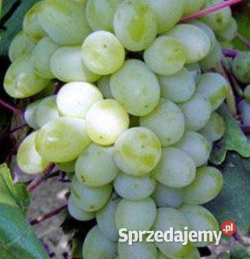 Winogrono deserowe Garold Sadzonki winorośli