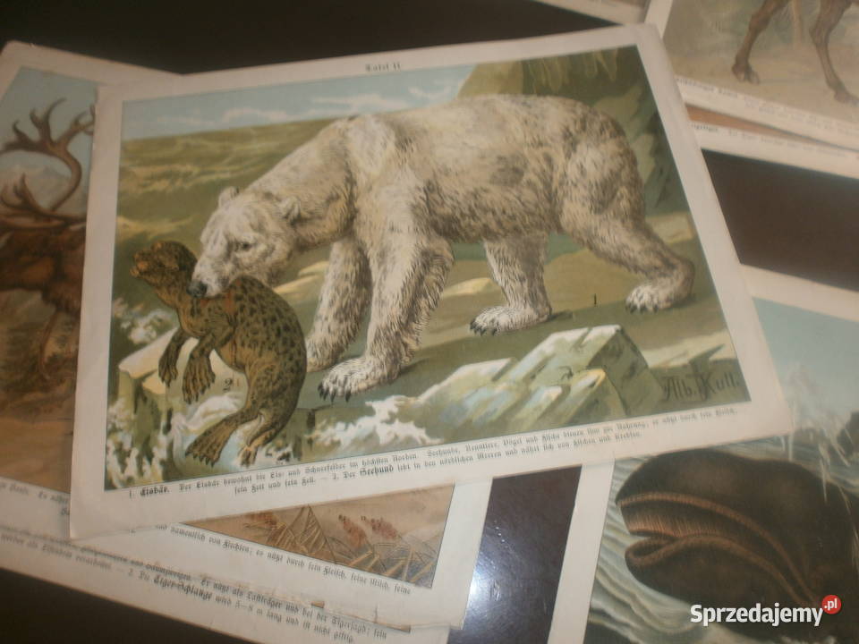 ALBKULL UNIKATOWE PLAKATY SZKOLNE Zielona Góra