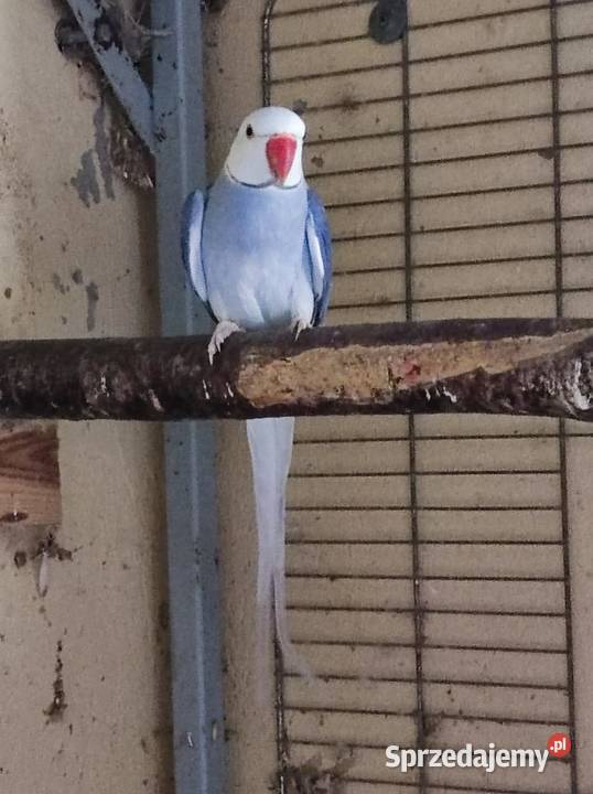 Aleksandretta aleksandretty Ptaki Warszawa