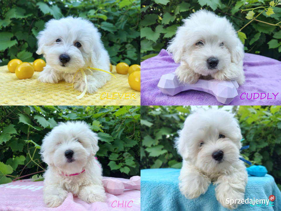 Piesek suczka rasy Coton De Tulear Kraków Pozostałe