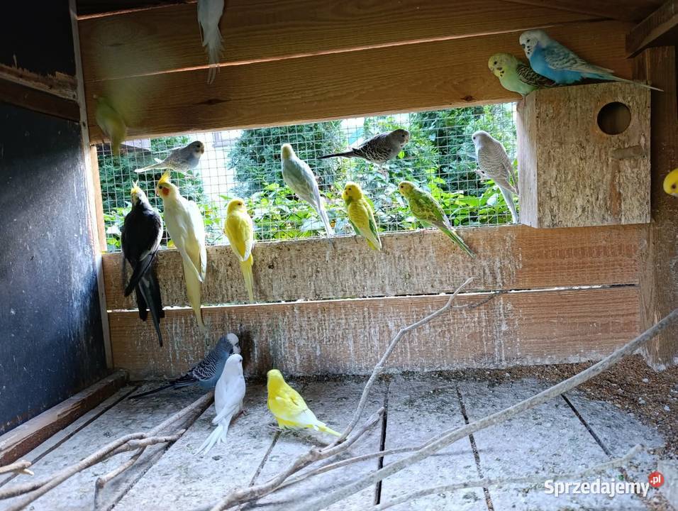 Papugi faliste śląskie Częstochowa