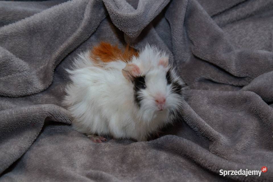 Świnka morska cavia domowa SAMIEC małopolskie Koszyce Wielkie