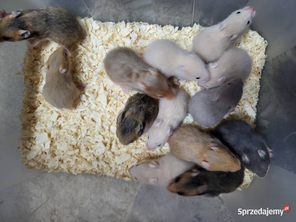 Chomiki syryjskie Wrocław sprzedam