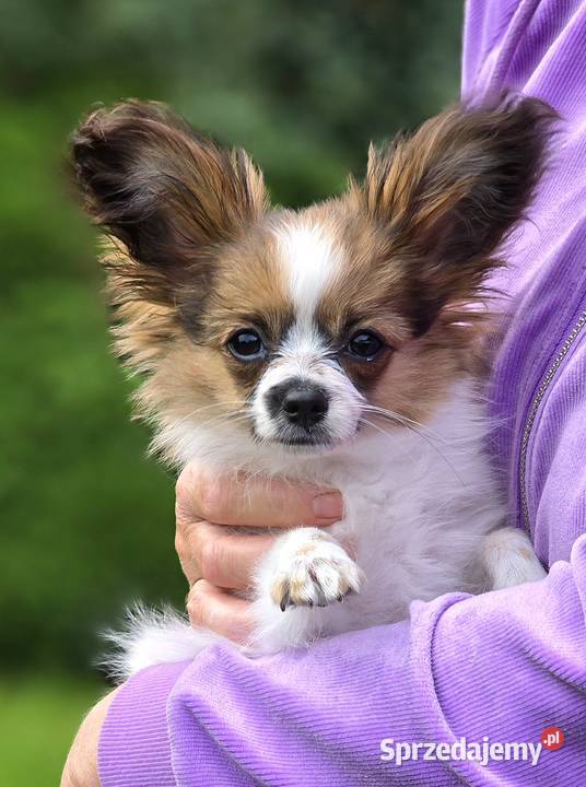 PAPILLON suczka z metryką ZKwP FCI Pępowo