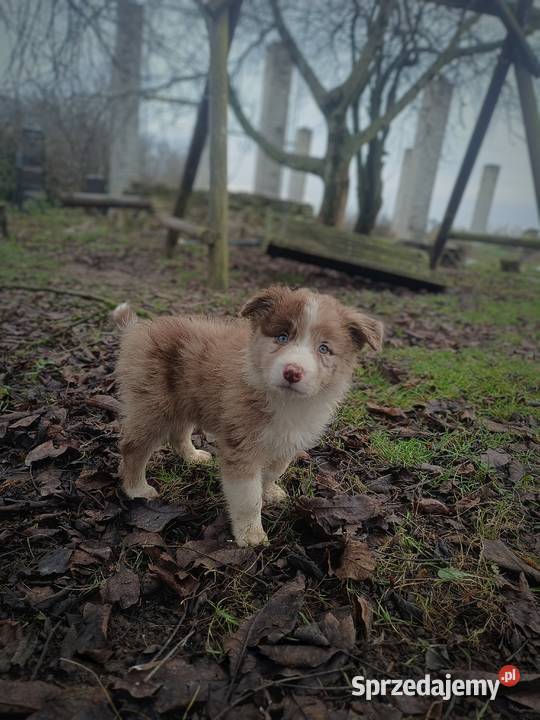 Border collie szczeniaki lubelskie Hrubieszów