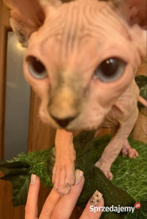 Sfinks Kanadyjski Rezerwacja kotki Leszno