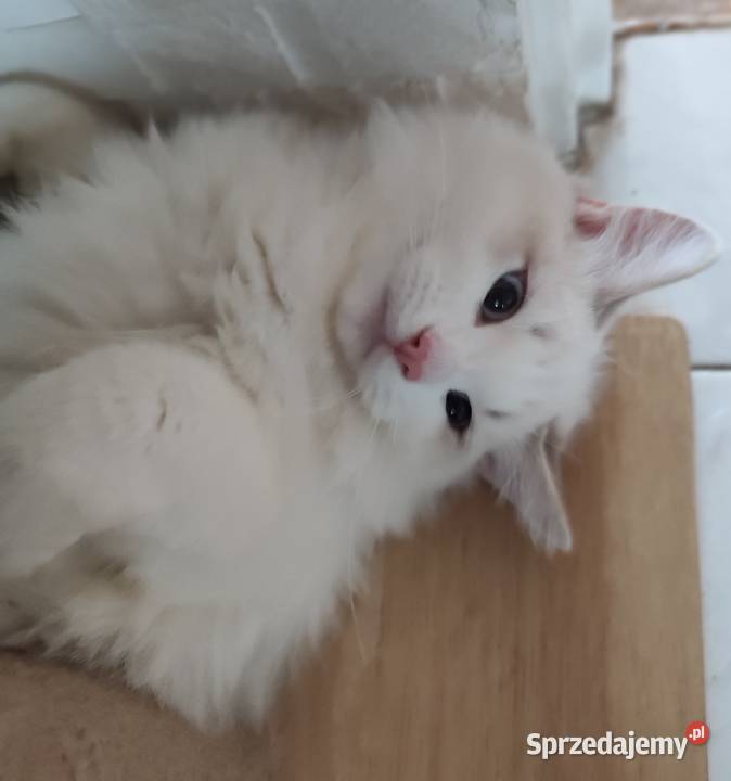 Ulian Dumka cudowny kocurek neva masquerade