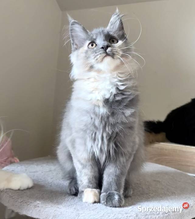 Maine Coon Niebieskie szylkretki Linia Shaded Wińsko