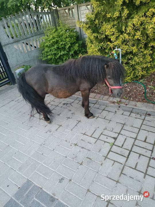 Sprzedam kuce szetlandzkie Brzeziny