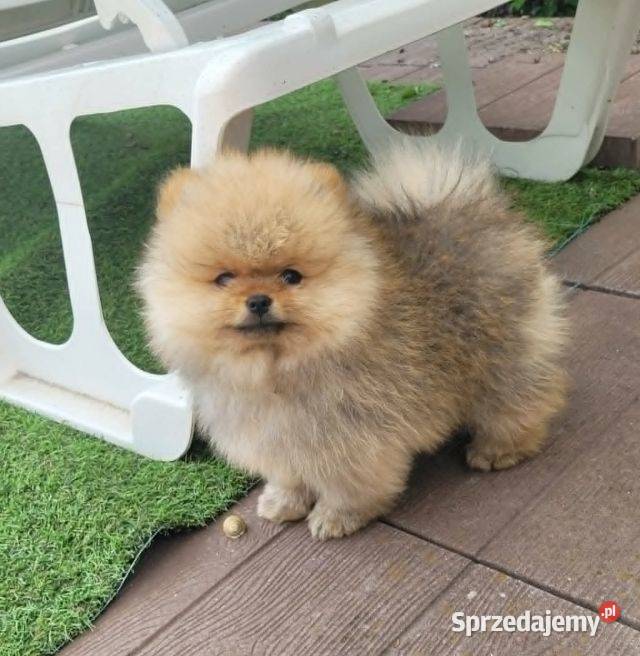 Piękne szczenięta szpic miniaturowy pomeranian Toszek