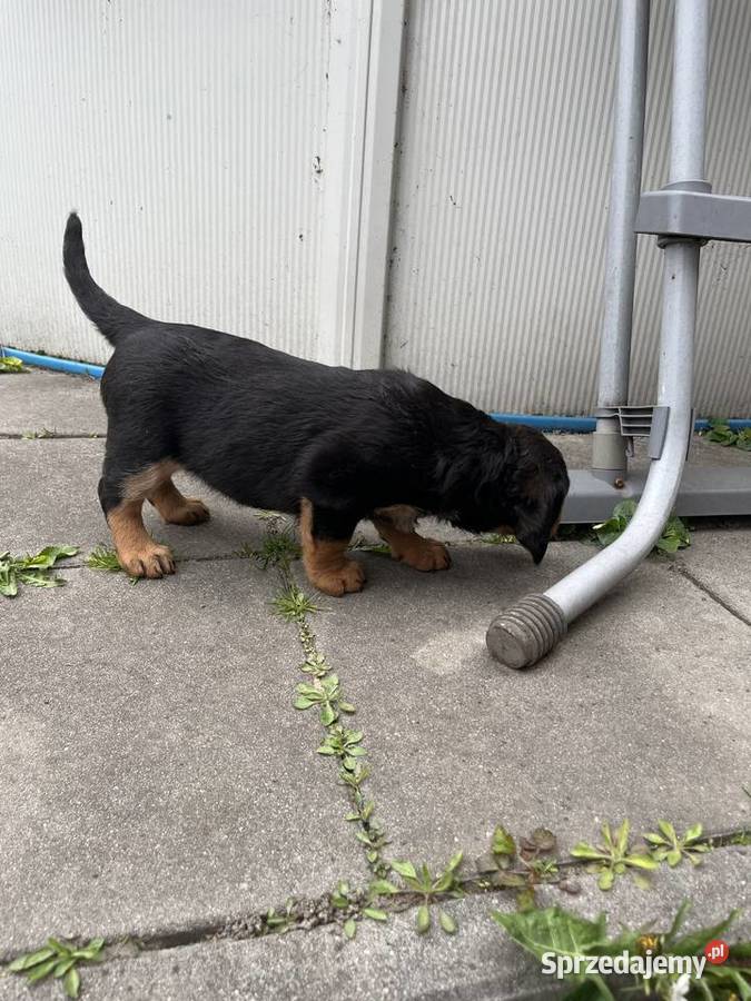 Szczeniaki Gończy Polski Wodzisław Śląski