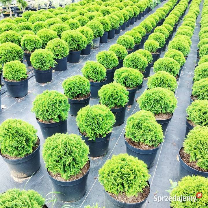 Tuja Thuja Danica Doniczka 10L Osolin