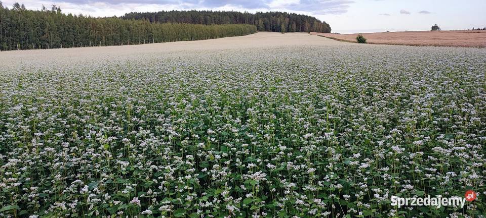 Gryka 2025 nasiona poplon Zboża Usnarz Górny