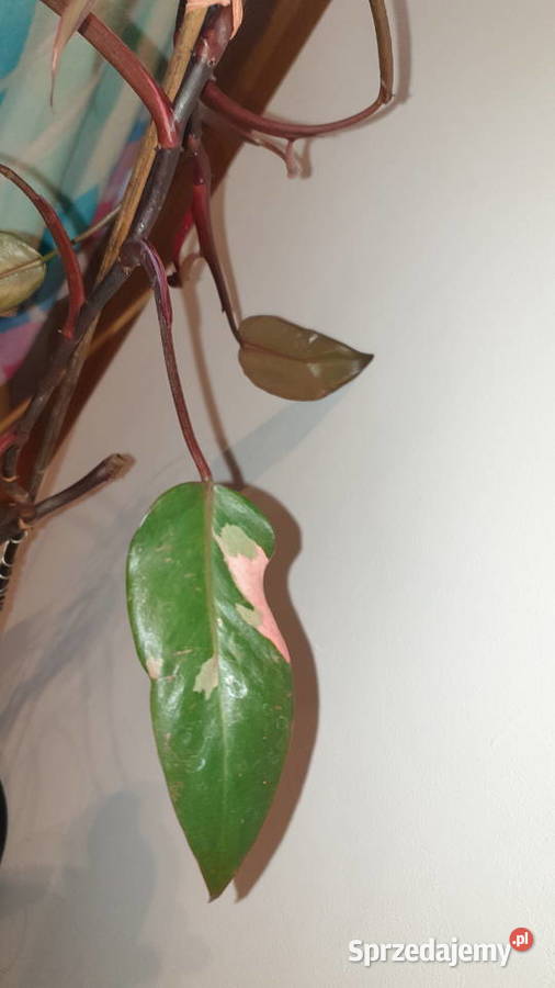 Philodendron White Princess Filodendron Pink Zielone Warszawa