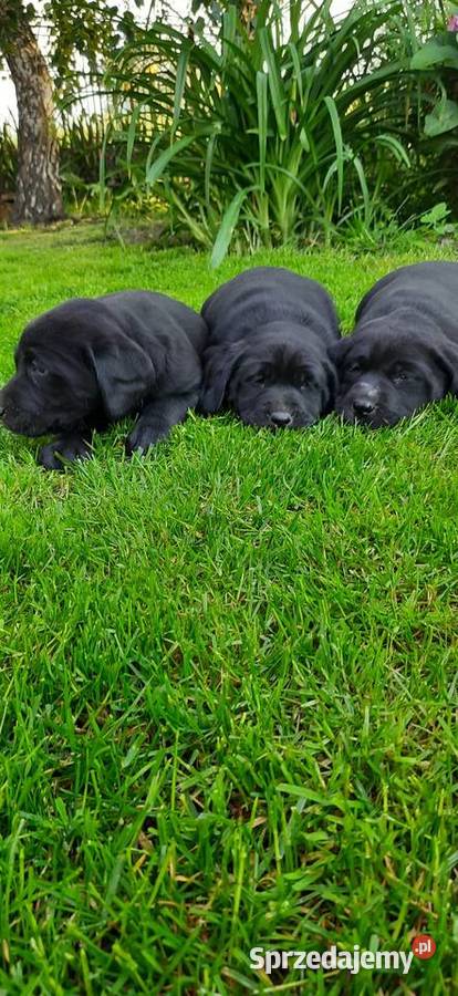 Labrador retriever Zwierzęta sprzedam