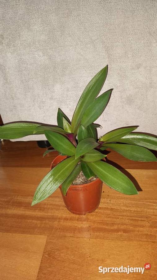 Trzykrotka reo meksykańskie roślina rosnąca 3 Warszawa