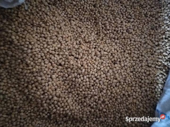 Sprzedam groch salamanka Kępeczki sprzedam