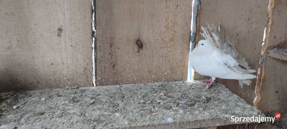 Sprzedam gołębie ozdobne Tokarówka